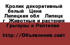 Кролик декоративный белый › Цена ­ 1 000 - Липецкая обл., Липецк г. Животные и растения » Грызуны и Рептилии   